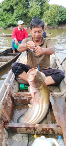 Menangkap Ikan Lubuk Larangan 2025, Tradisi Panen Raya Warnai Desa Teluk Paman Timur